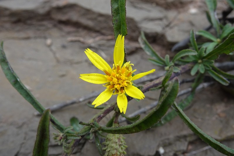 Jasonia tuberosa