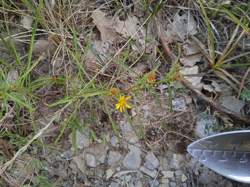 Jasonia tuberosa photo 2