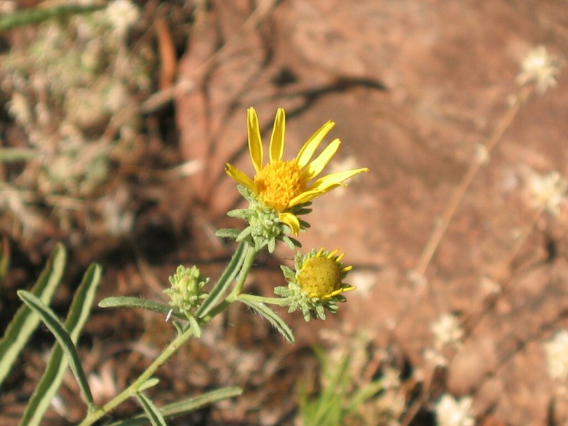 Jasonia tuberosa photo 3