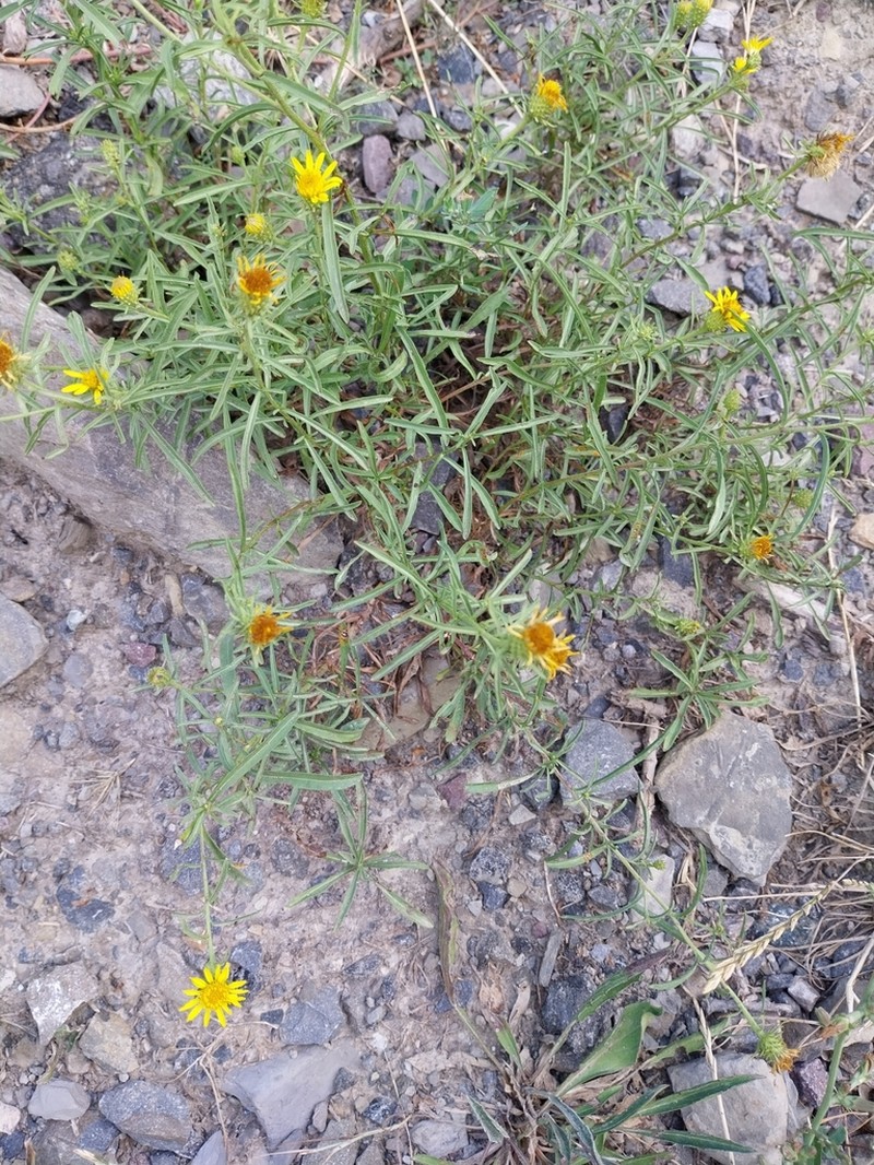 Jasonia tuberosa photo 4
