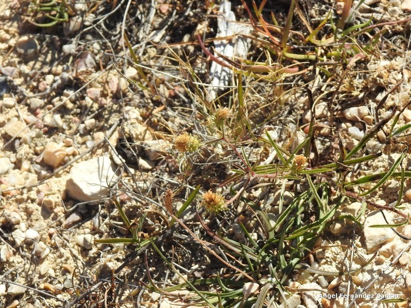 Jasonia tuberosa photo 5
