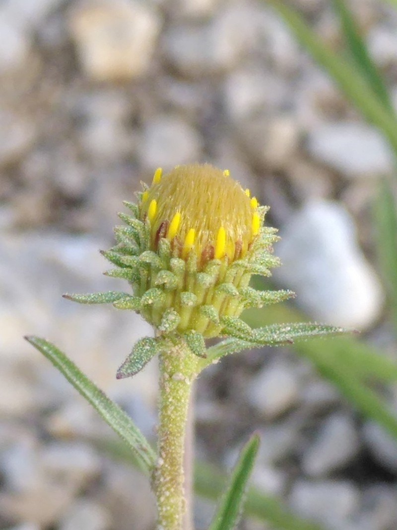 Jasonia tuberosa photo 6