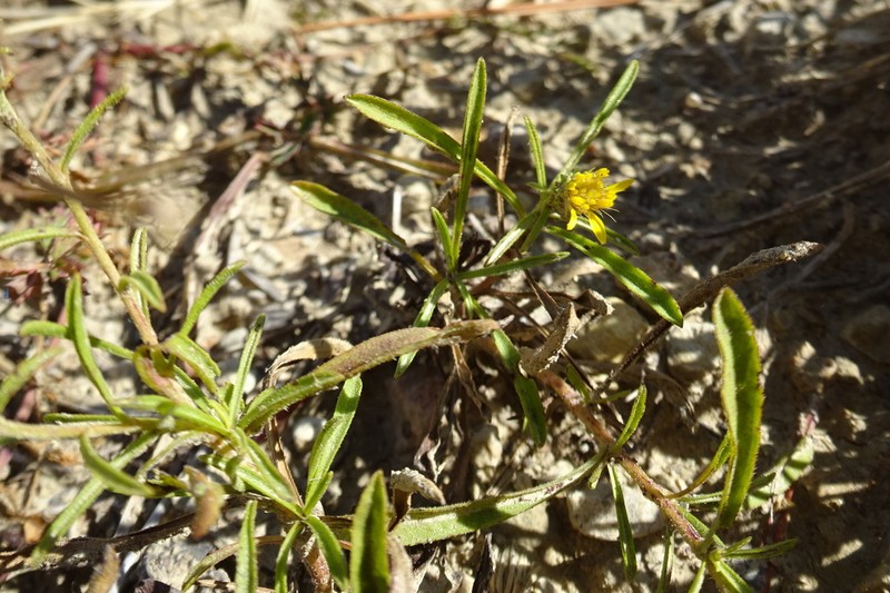 Jasonia tuberosa photo 7