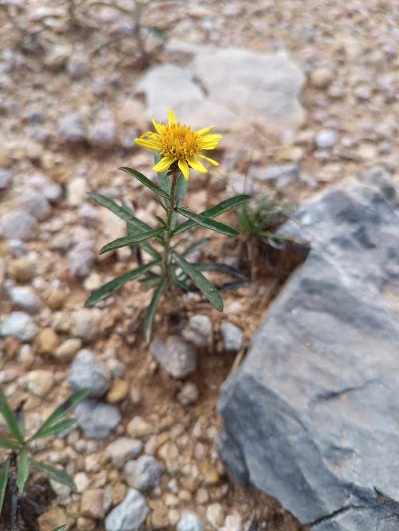 Jasonia tuberosa photo 8