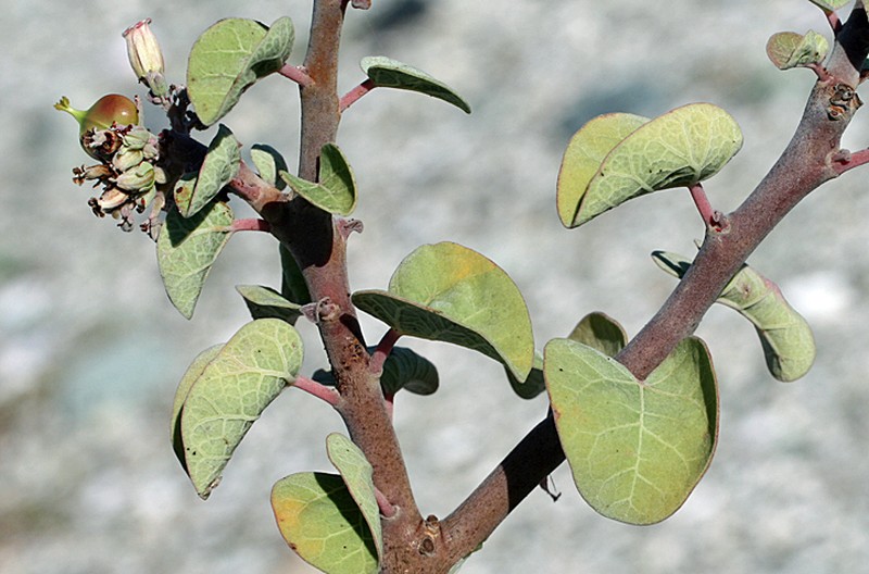 Jatropha canescens