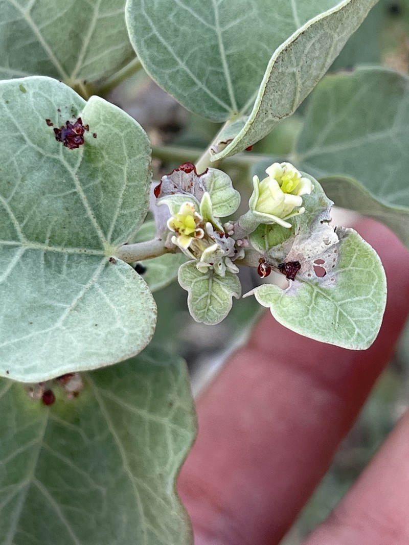 Jatropha canescens photo 2