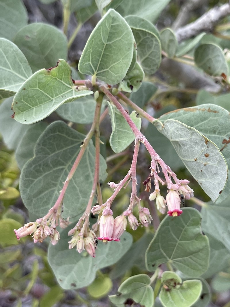 Jatropha canescens photo 3
