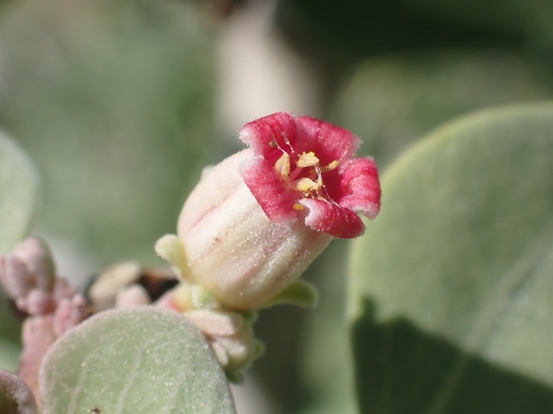 Jatropha canescens photo 4