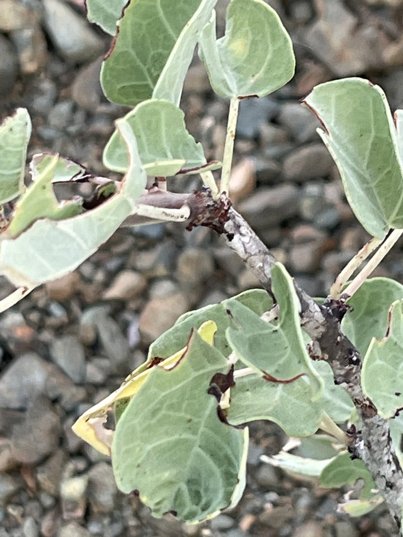 Jatropha canescens photo 5