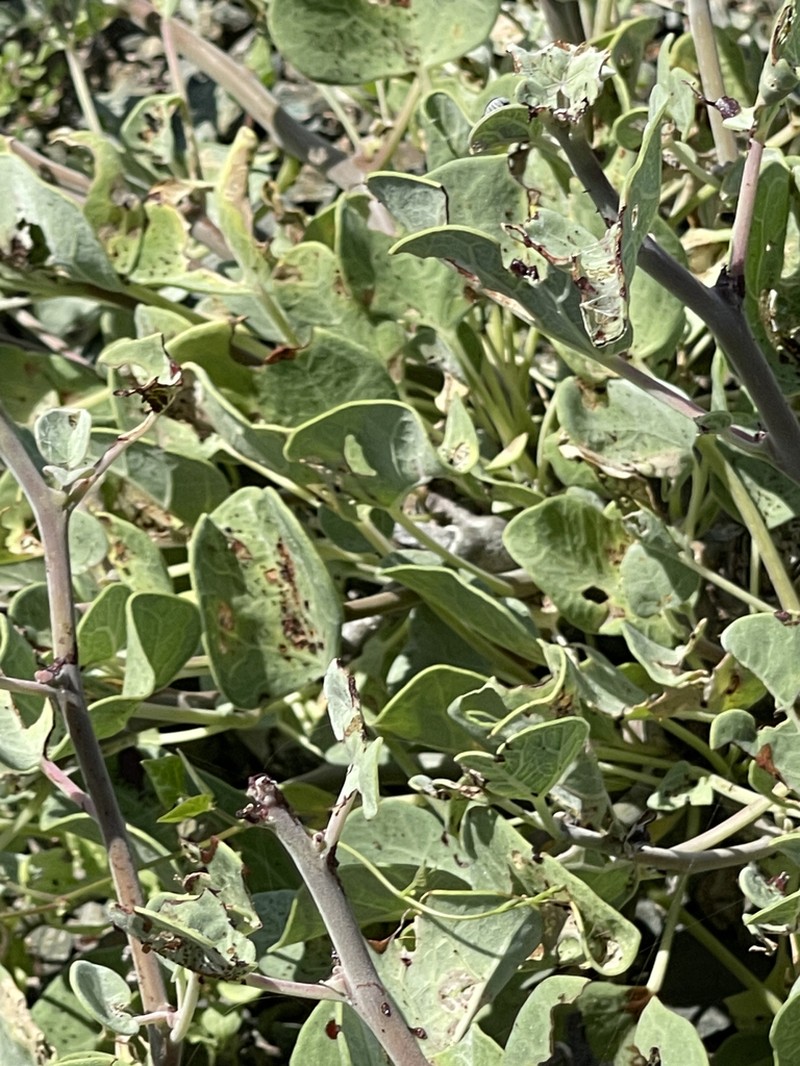 Jatropha canescens photo 6