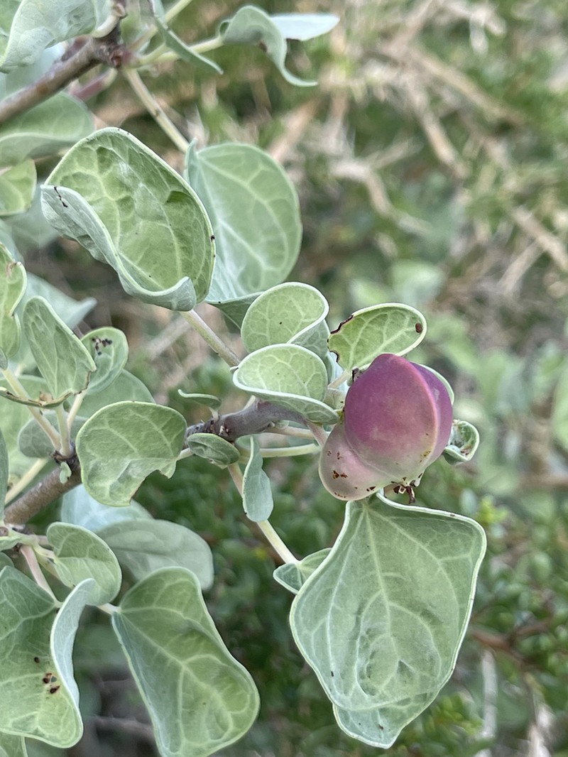 Jatropha canescens photo 7