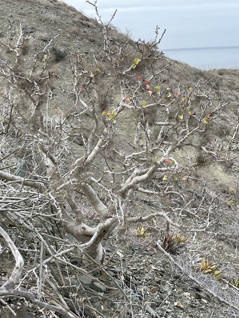 Jatropha canescens photo 8