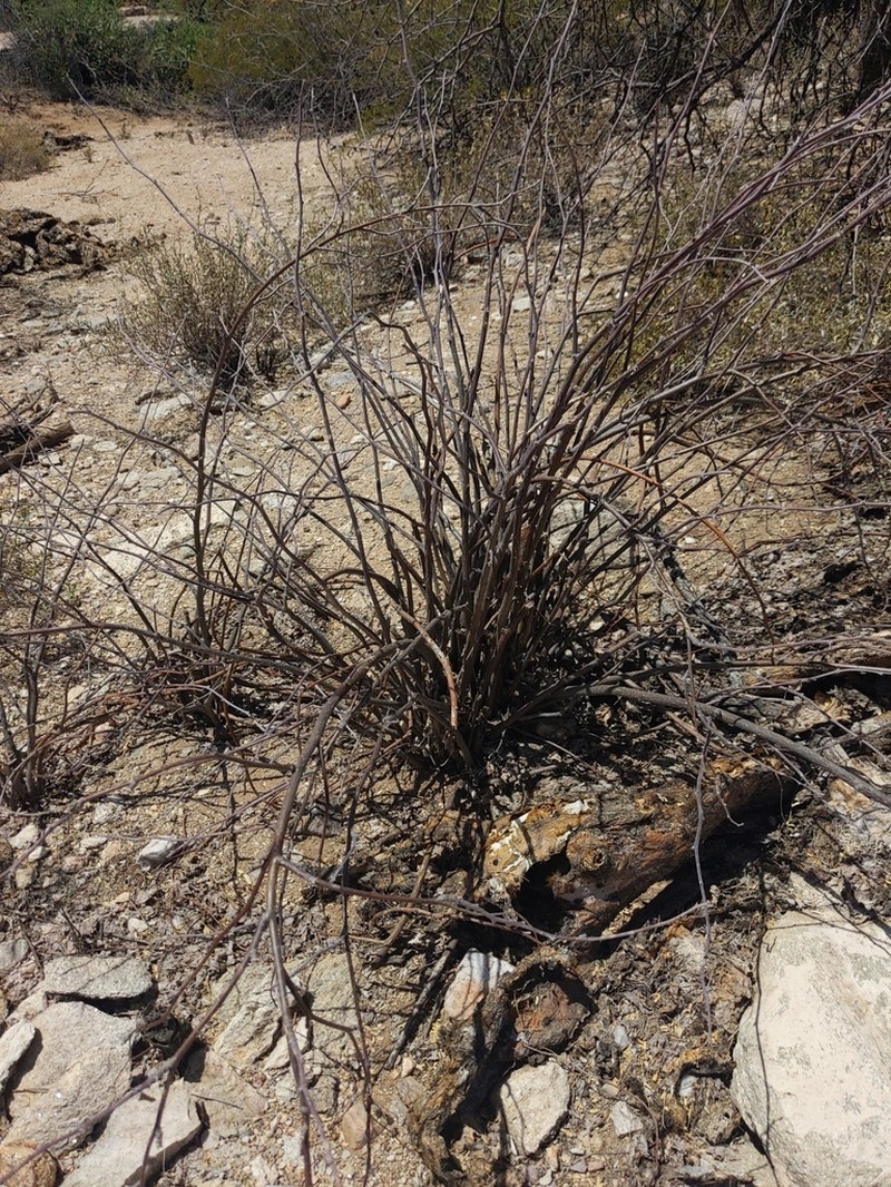 Sangre De Cristo photo 3