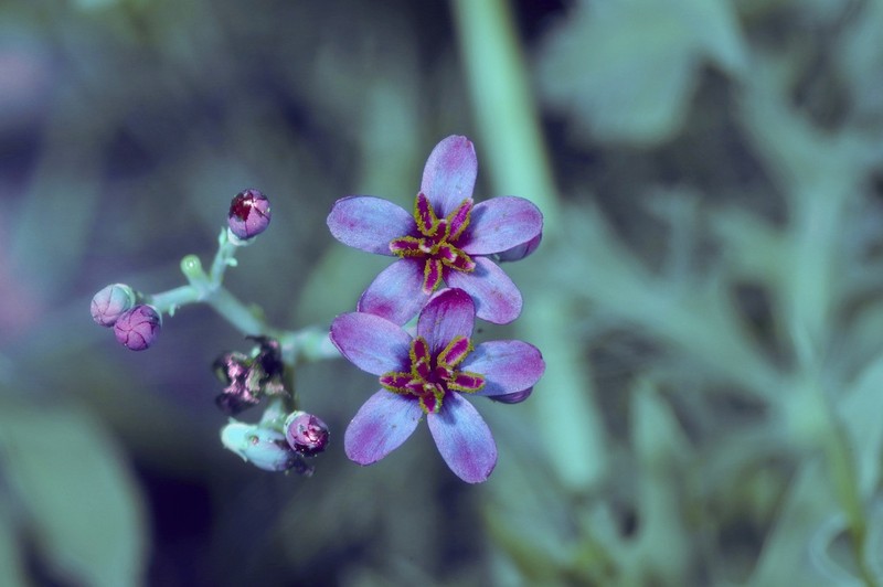 Berlandier's Nettlespurge