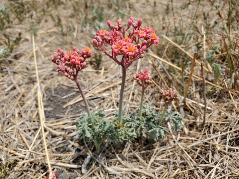 Berlandier's Nettlespurge photo 2