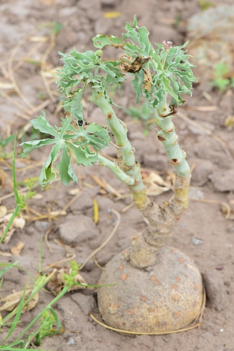 Berlandier's Nettlespurge photo 4