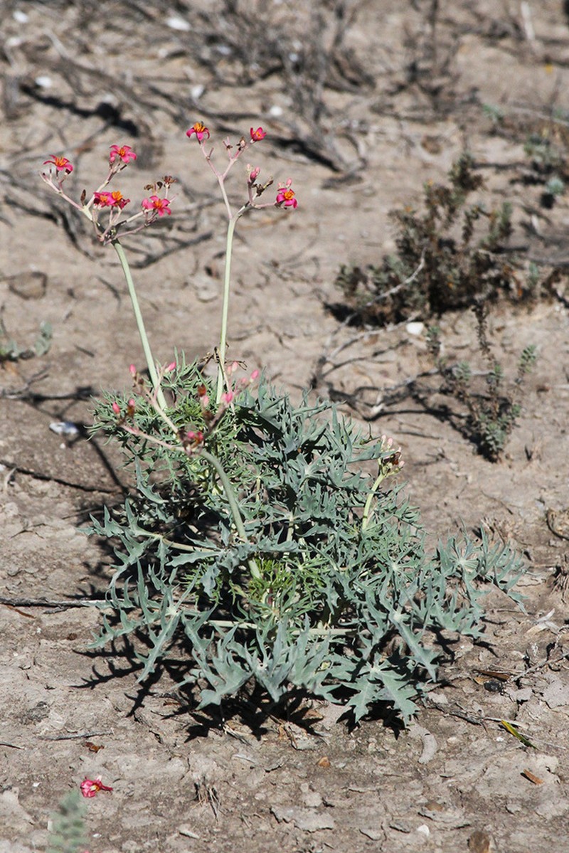 Berlandier's Nettlespurge photo 5