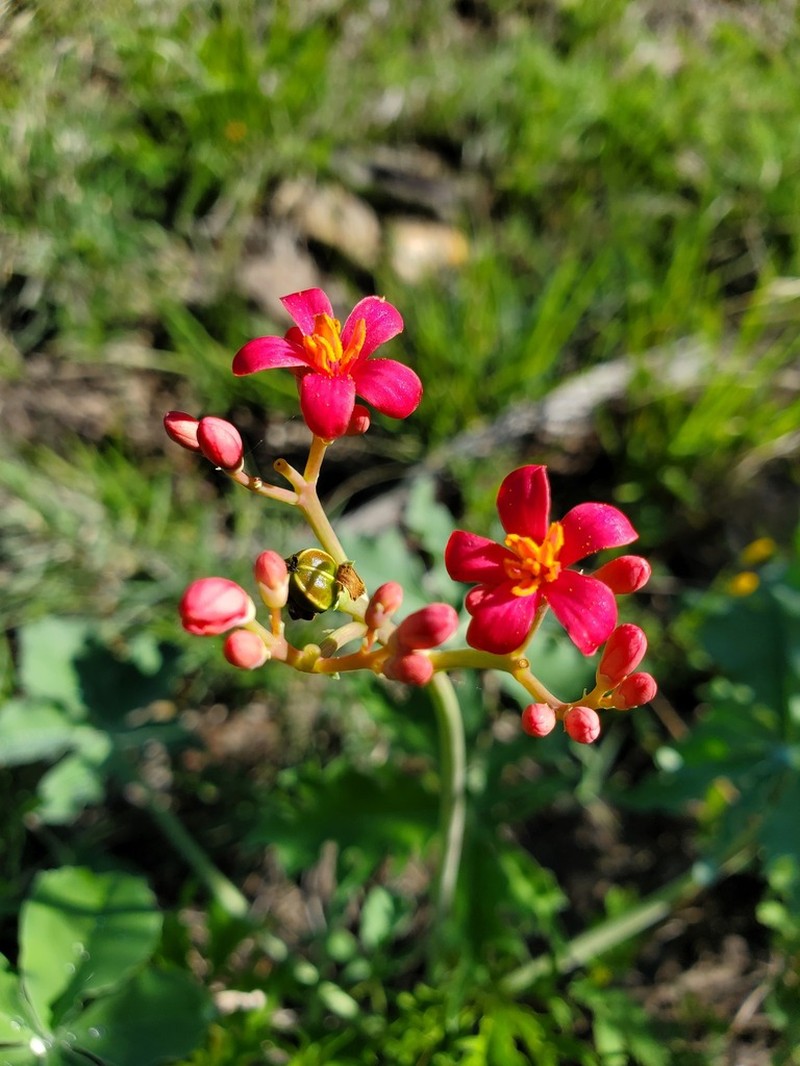 Berlandier's Nettlespurge photo 6