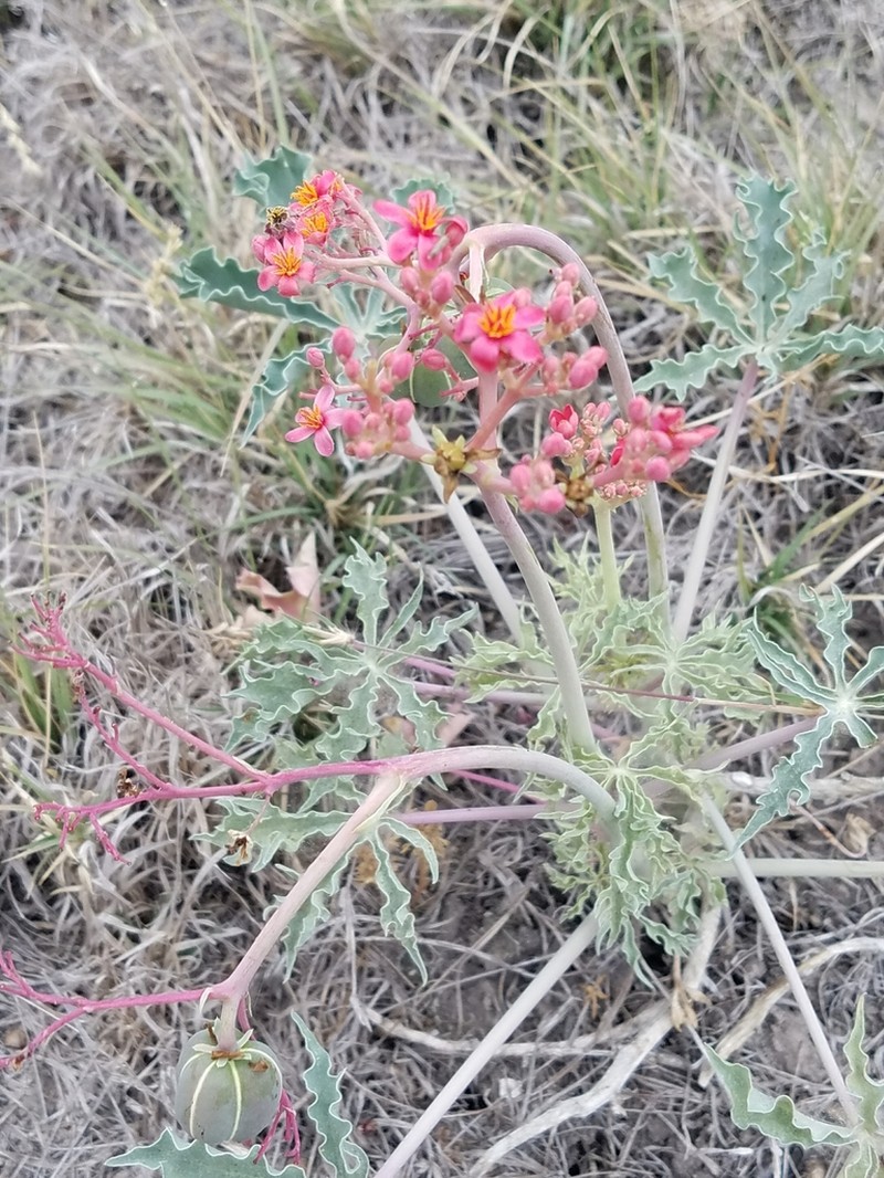Berlandier's Nettlespurge photo 7