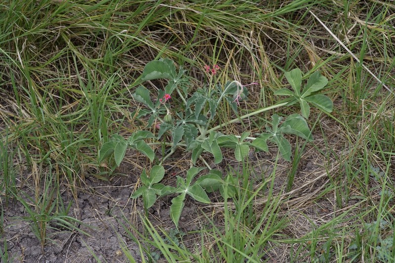 Berlandier's Nettlespurge photo 8