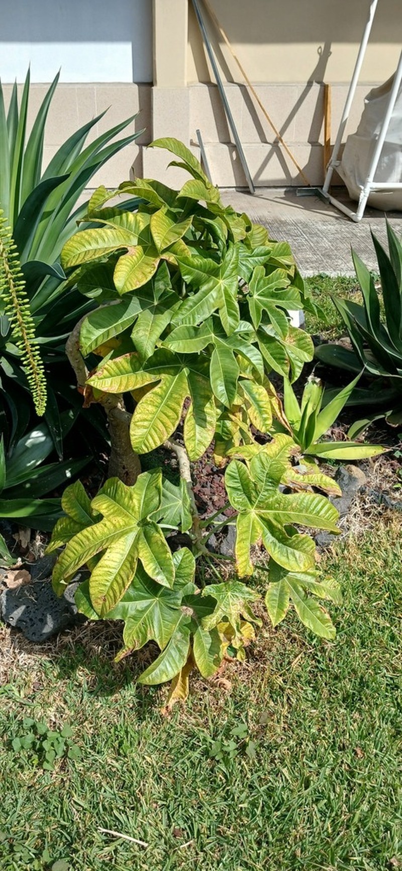 Jatropha chazaroi photo 2
