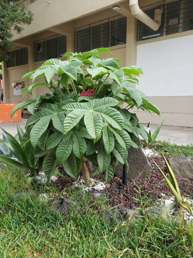 Jatropha chazaroi photo 3
