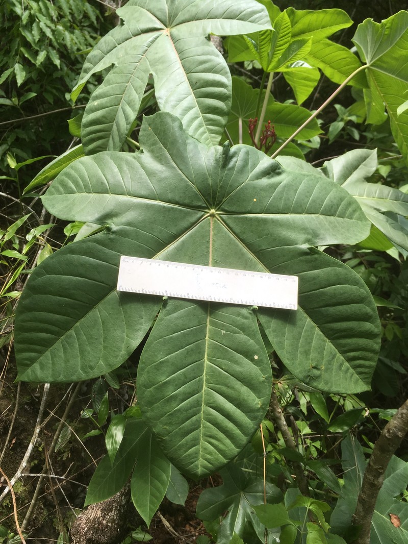 Jatropha chazaroi photo 4