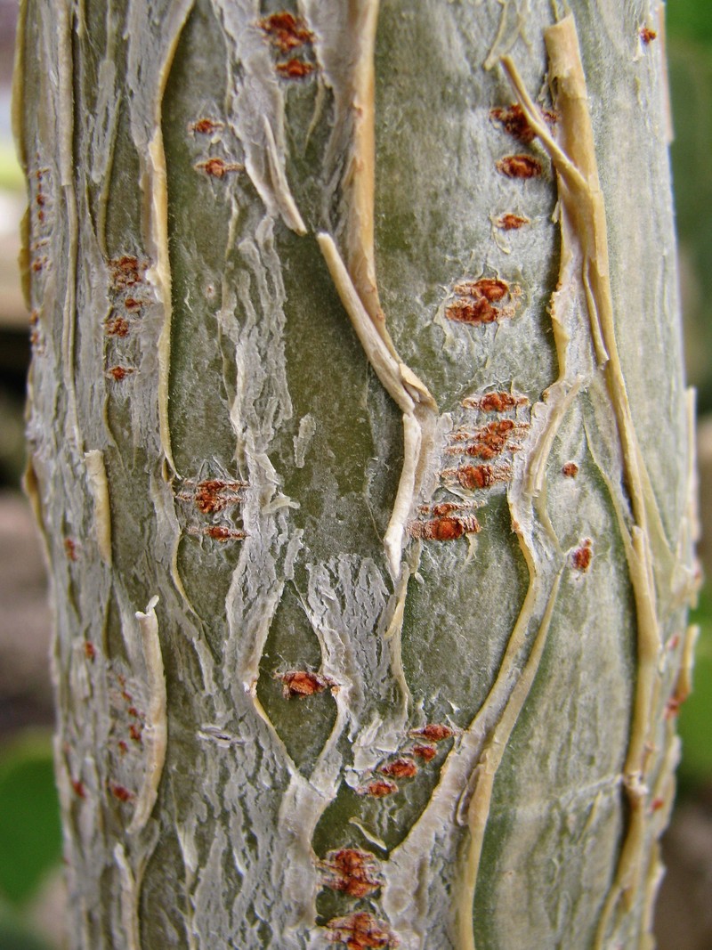 Arizona Nettlespurge photo 2