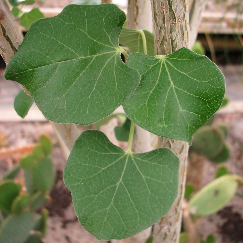 Arizona Nettlespurge photo 3