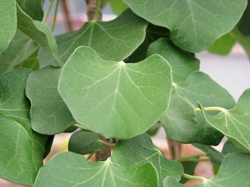Arizona Nettlespurge photo 4