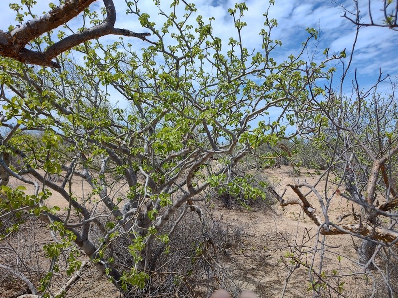 Arizona Nettlespurge