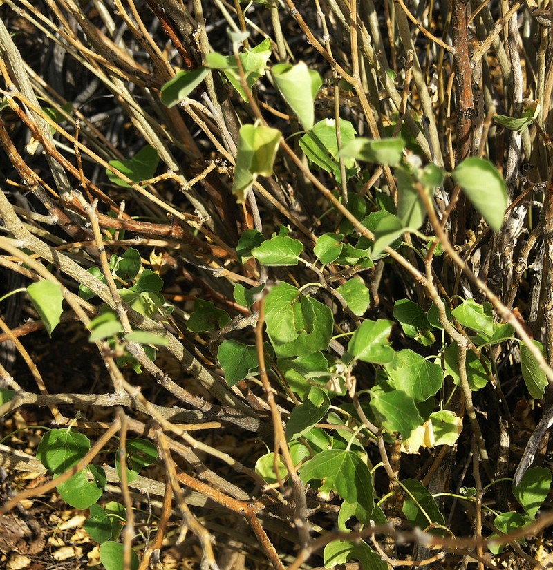 Arizona Nettlespurge photo 2