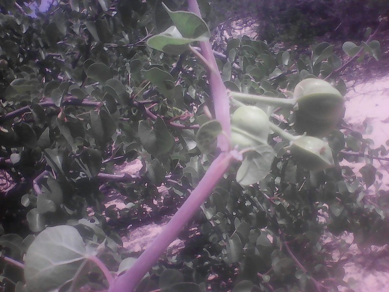 Arizona Nettlespurge photo 4