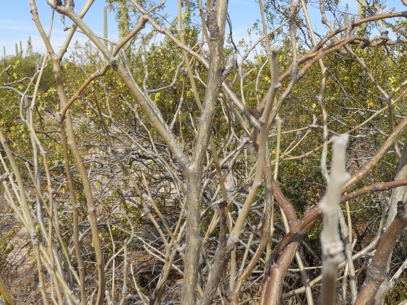 Arizona Nettlespurge photo 5