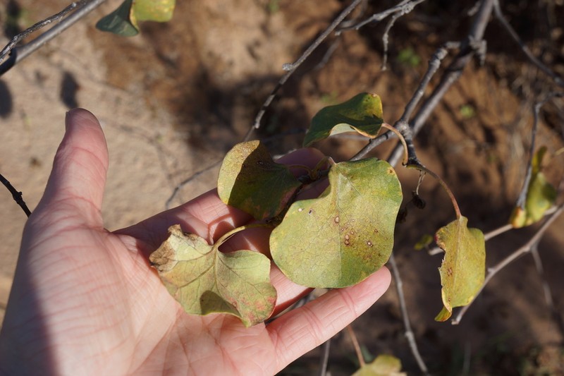 Arizona Nettlespurge photo 6