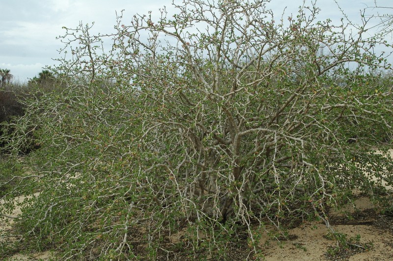Arizona Nettlespurge photo 7