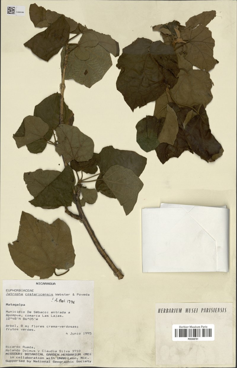 Costa Rican Jatropha