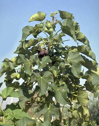 Barbados Nut