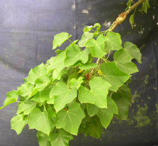 Barbados Nut photo 2