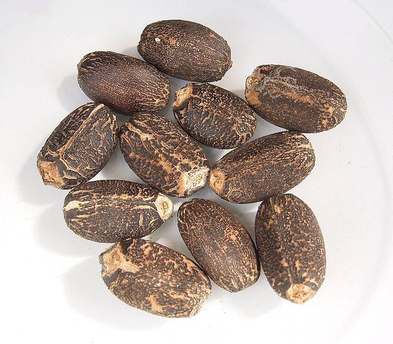 Barbados Nut photo 4