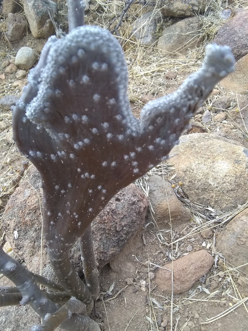 Leatherstem photo 7