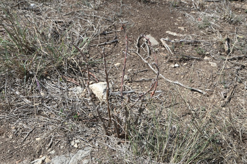Jatropha dioica var. dioica