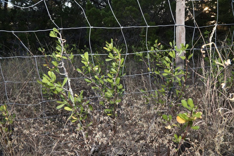 Jatropha dioica var. dioica photo 2