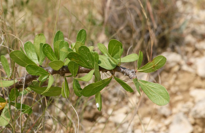 Jatropha dioica var. dioica photo 3