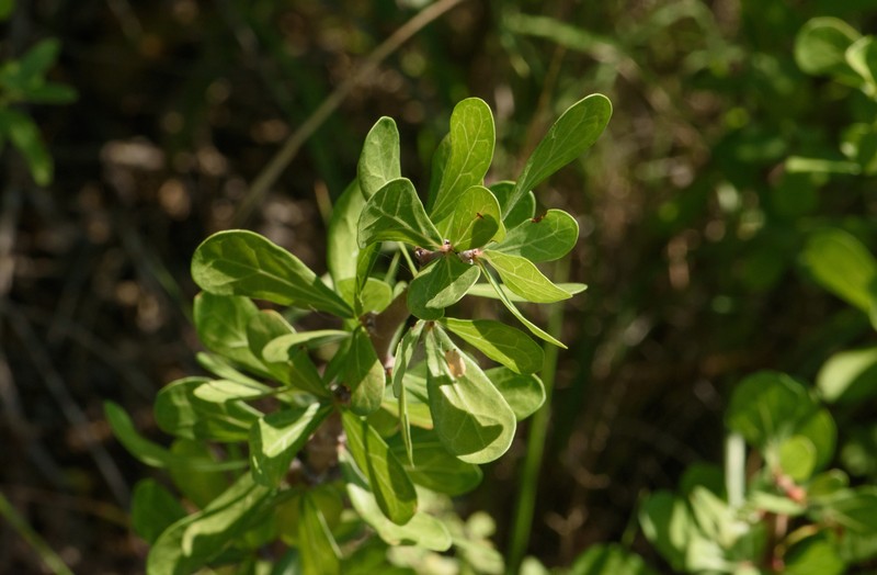 Jatropha dioica var. dioica photo 4