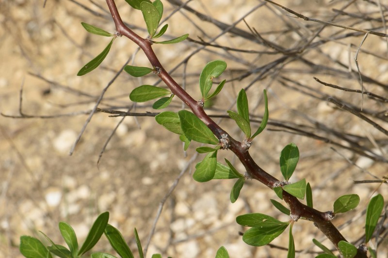 Jatropha dioica var. dioica photo 5