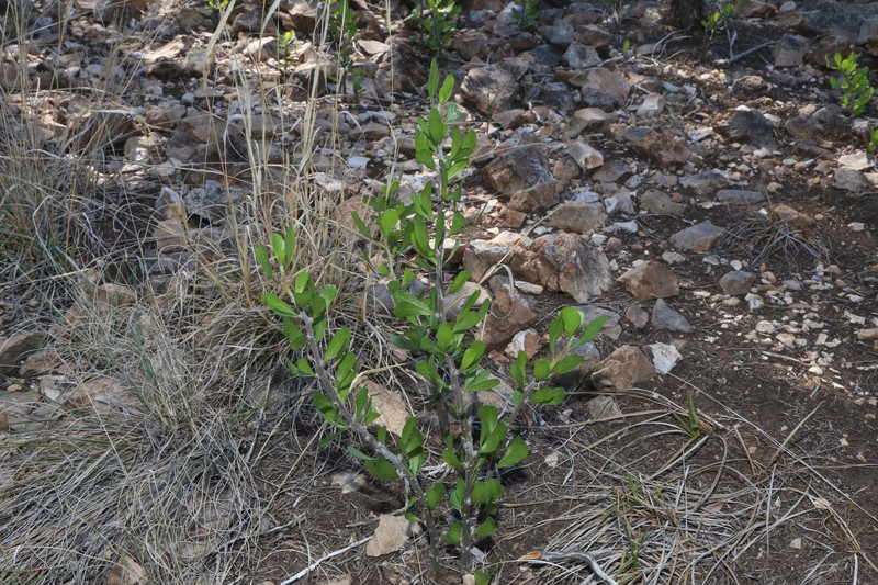 Jatropha dioica var. dioica photo 6