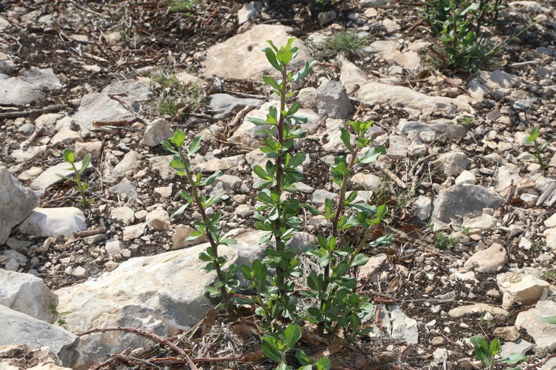 Jatropha dioica var. dioica photo 7
