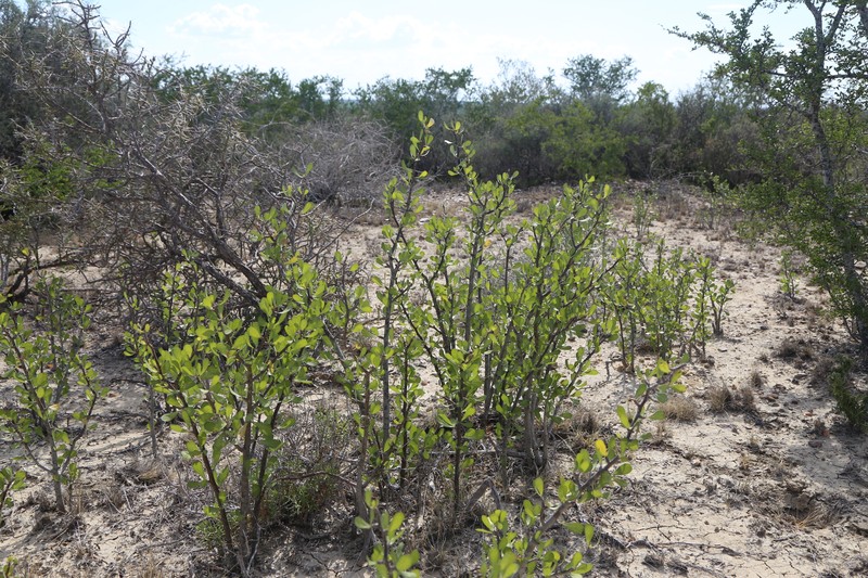 Jatropha dioica var. dioica photo 8