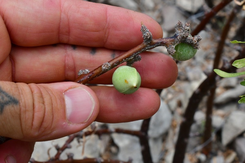 Jatropha dioica var. graminea photo 2